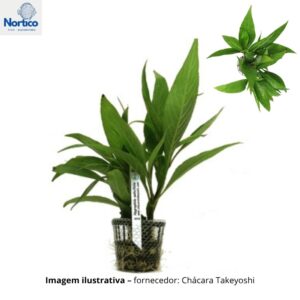 Hygrophila salicifolia