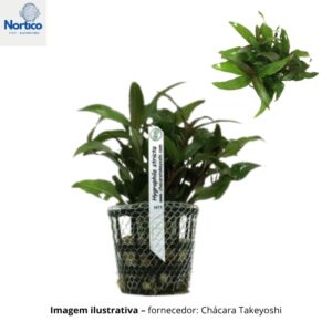 Hygrophila stricta