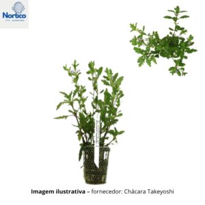 Hygrophila pinnatifida