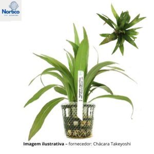 Hygrophila angustifolia