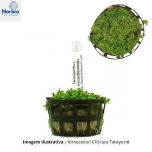 Hemianthus micranthemoides