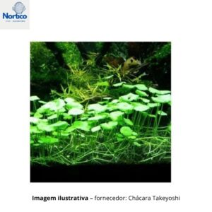 Hydrocotyle verticillata