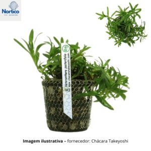 Heteranthera zosterifolia