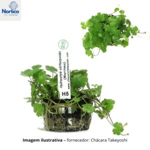 Hydrocotyle sibthorpioides (Maritima)