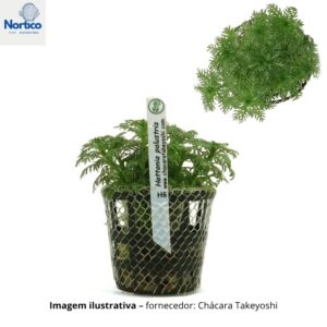 Hottonia palustris
