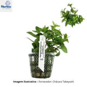 Hygrophila polisperma rosanervig