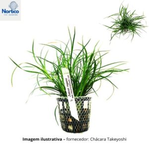 Juncus repens