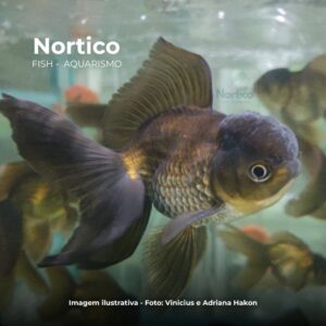 KINGUIO ORANDA PARDO MD