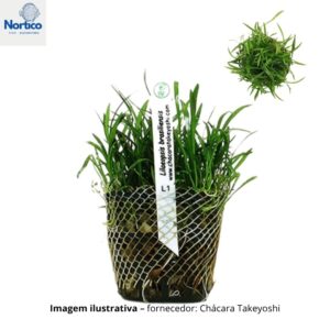 Lilaeopsis brasiliensis