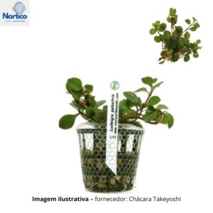 Ludwigia palustris
