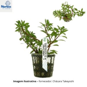 Ludwigia inclinata Verticillata (Cuba)