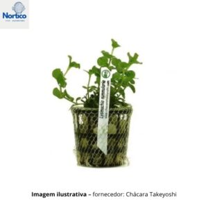 Lysimachia nummularia