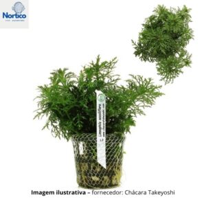 Limnophila sessiliflora (Pinheirinho)