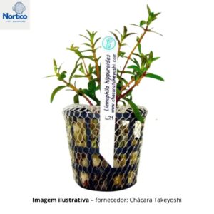 Limnophila hippuroides