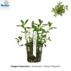 Ludwigia leptocarpa