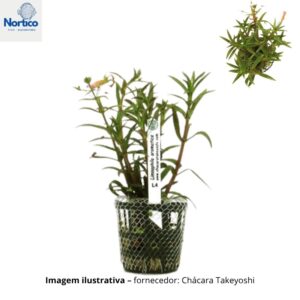 Limnophila aromatica