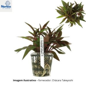 Ludwigia glandulosa
