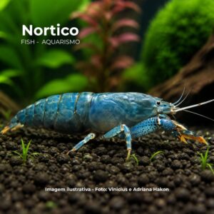 LAGOSTA FILTRADORA*