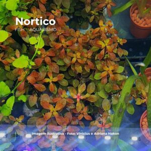 Ludwigia sp. (Red)