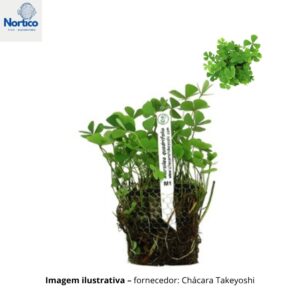Marsilea quadrifolia (trevo 4 folhas)