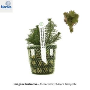 Myriophyllum tuberculatum-6 Ramos