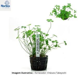 Marsilea angustifolia