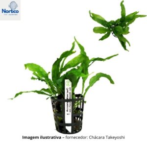 Microsorium (Wave Leaf)