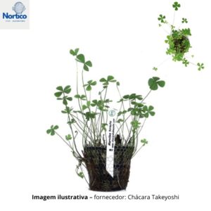 Marsilea hirsuta