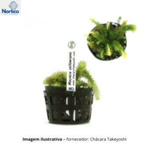 Mayaca sellowiana