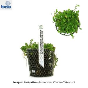 Micranthemum umbrosum