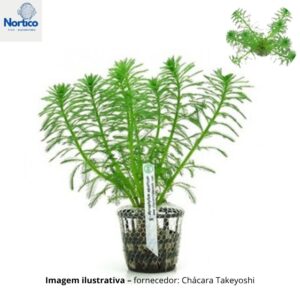 Myriophyllum aquaticum