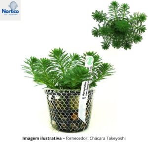 Myriophyllum sp Guinea -6 ramos