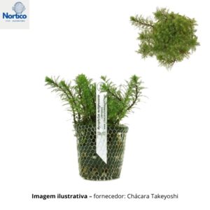Myriophyllum matogrossense