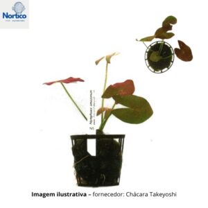 Nymphaea amazonum