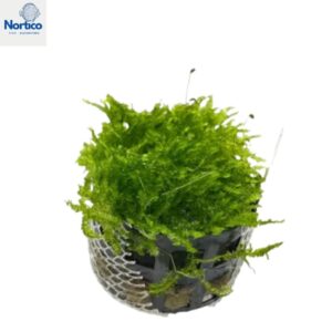 Nambei Moss (vaso) (Novo)