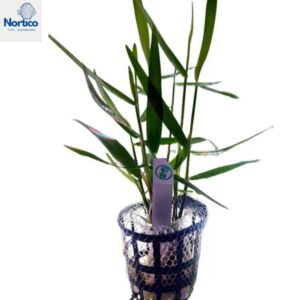Poaceae sp. (Purple bamboo)-Novo