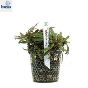Pogostemon stellatus (Broad Leaf)
