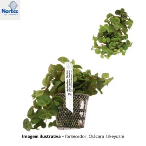 Phyllanthus fluitans -flutuante