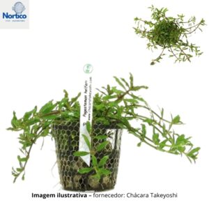 Pogostemon helferi