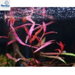 Polygonum sp. (Pink)