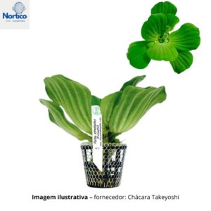 Pistia stratiotes-Alface d'Água-flutuante