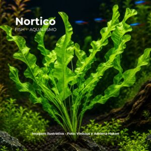PLANTA APONOGENTON CRISPUM*