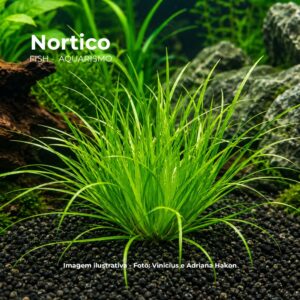 PLANTA BLIXA JAPONICA*