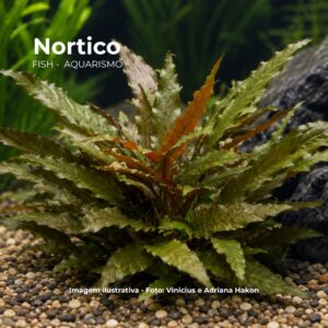 PLANTA CRIPTOCORINE BECKETI