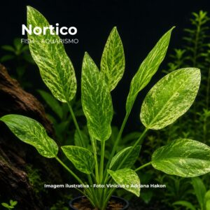 PLANTA ECHINODORUS SCABER