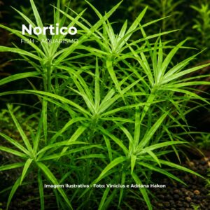 PLANTA HETERANTHERA ZOSTERIFOLIA*