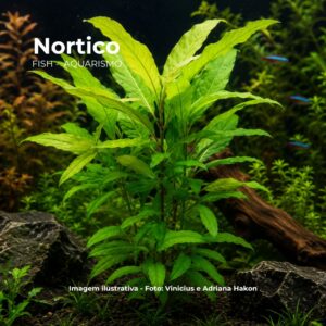 PLANTA HIGROFILA CORYMBOSA* (RIO)