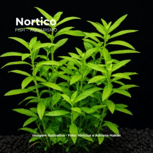 PLANTA HIGROFILA POLISPERMA (COMUM)*