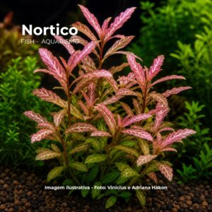 PLANTA HIGROFILA ROSANEVIS (SUNSET)