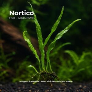 PLANTA MICROSORIUM NARROW LEAF